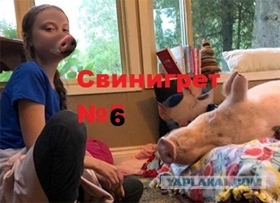 Свинегрет: картинки, надписи и прочее 06.02.20