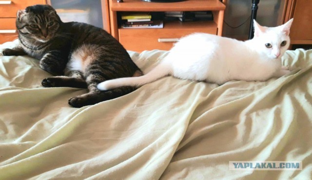 Котики и собаки до и после того, как их забрали из приюта