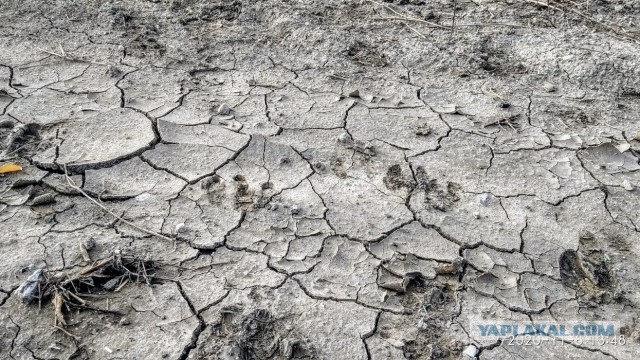 Камчатка, Толбачик