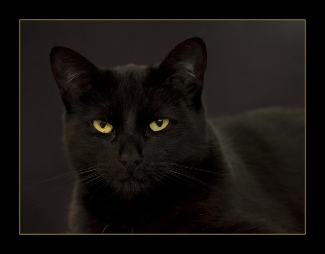 Даешь котовторник!
