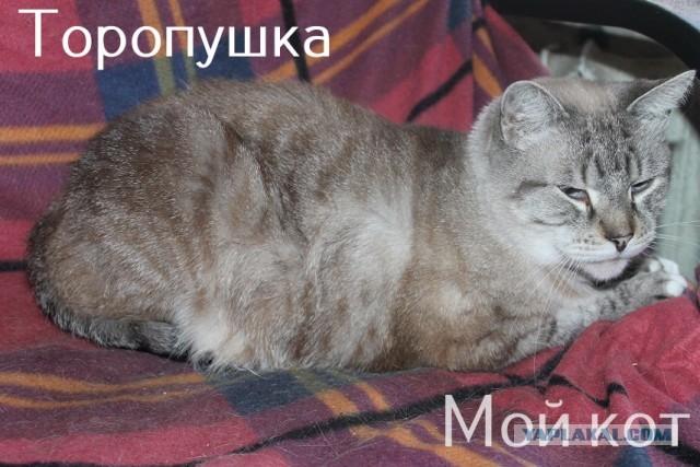Жизнь домашнего приюта "Котоленд" 308