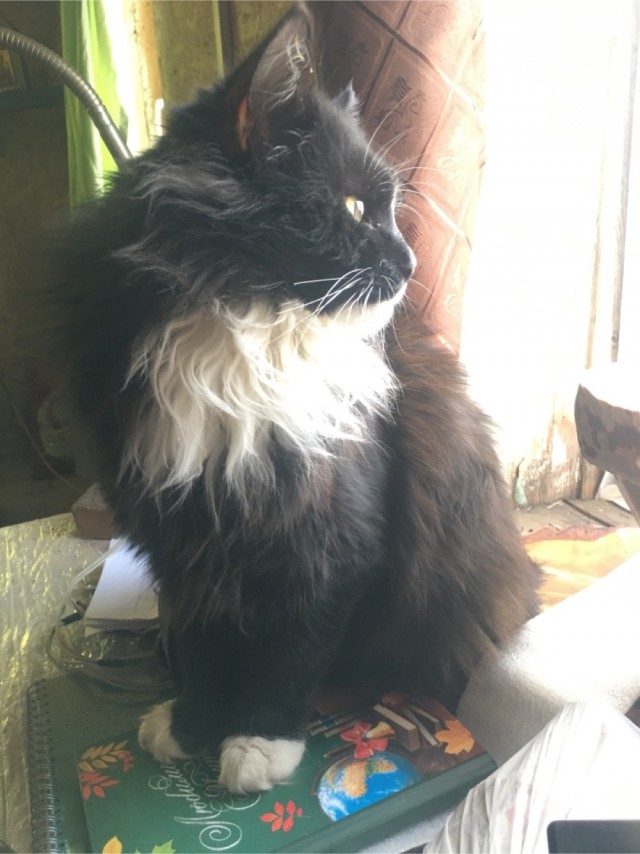 Вторник. Котэ. Пора