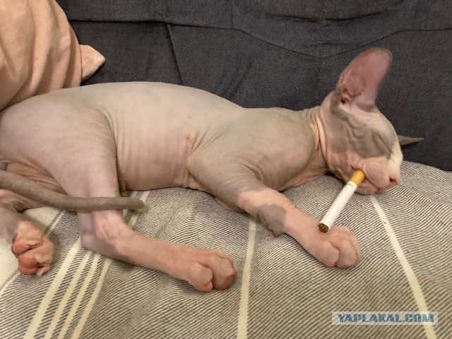 Вторник. Котэ. Пора