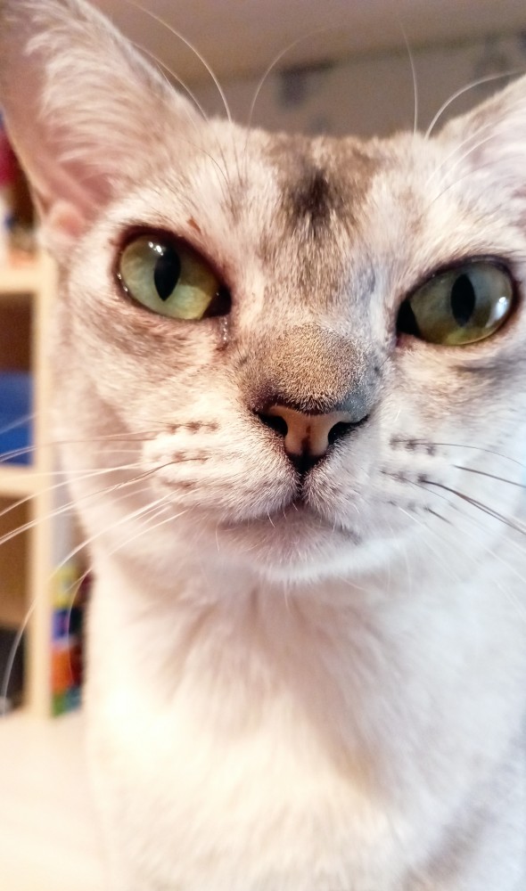 Котовторник. Февраль