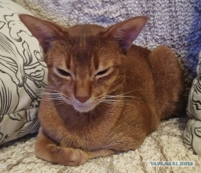 Господа и дамы ЯПа! Котовторник у нас начался! Отойдите от политоты и давайте котиков побольше!