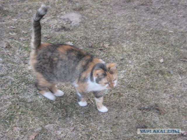 Жизнь домашнего приюта для котеек 385