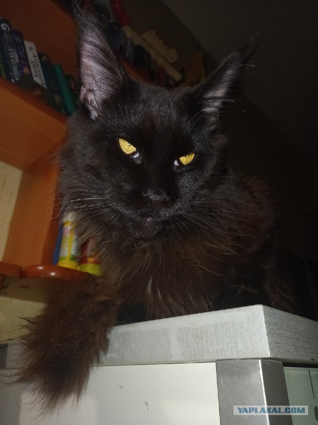 Котоманы, как не разориться на кормежке котов?