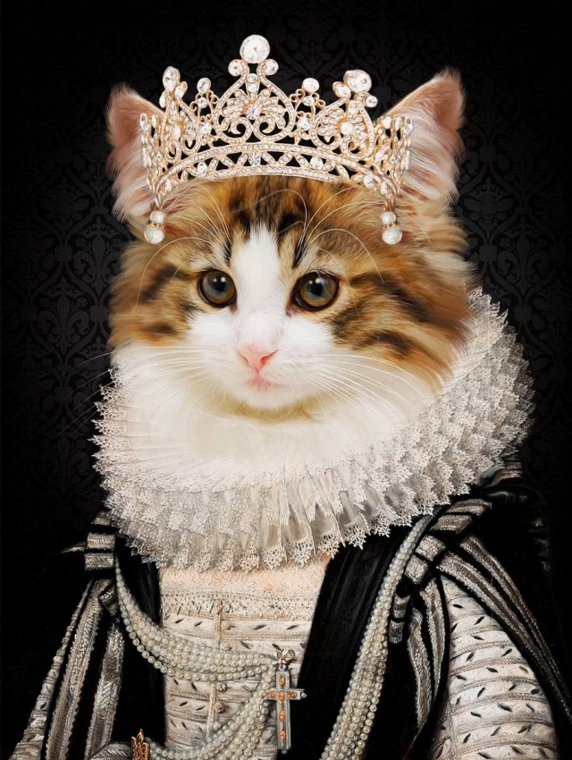 Рыцари коты