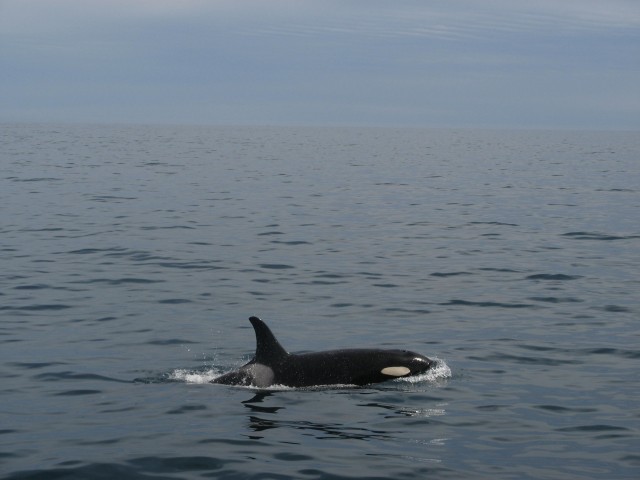 Петропавловск-Камчатский и его окрестности...