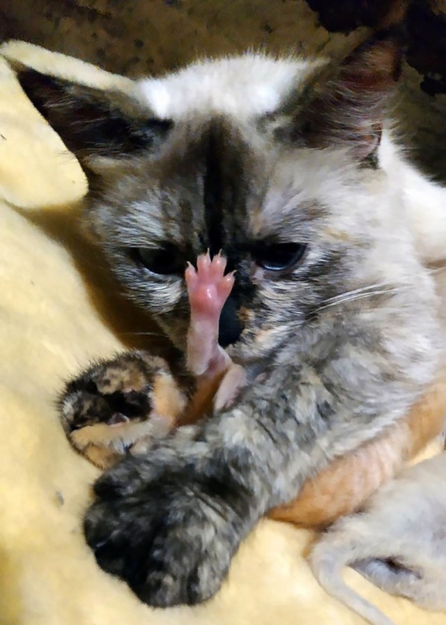 "Хоба: Начало"