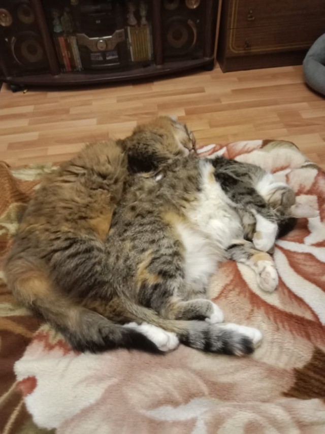 История одного котенка