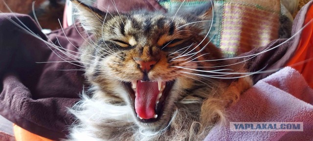 12 самых смешных котов в истории комического конкурса Comedy Pet Photography Awards