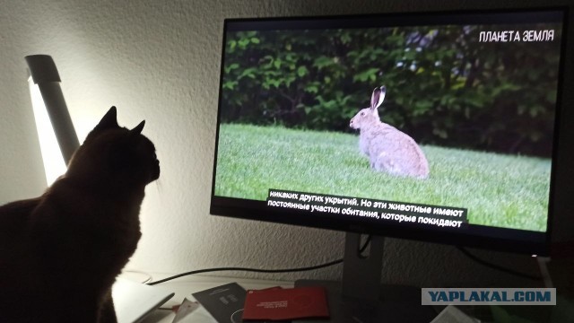 Это не меня заперли с вами, это вас заперли со мной
