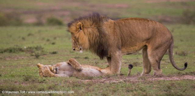Самые смешные коты и кошки за всю историю комичного конкурса Comedy Wildlife Photography Awards