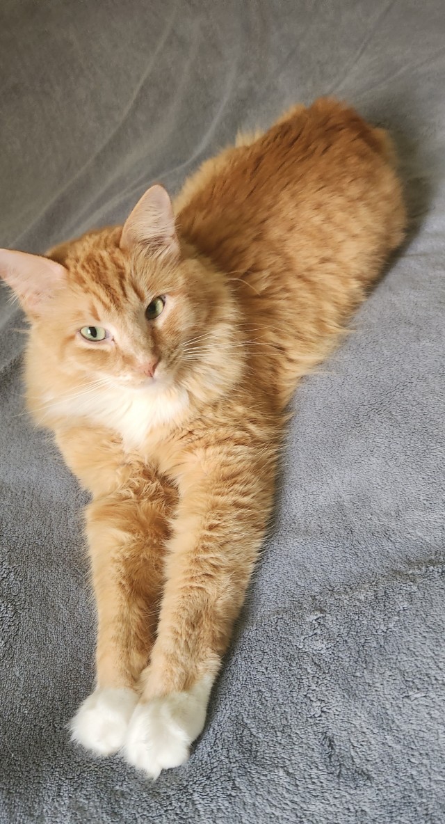 Тёплое, лаповое к котовторнику.