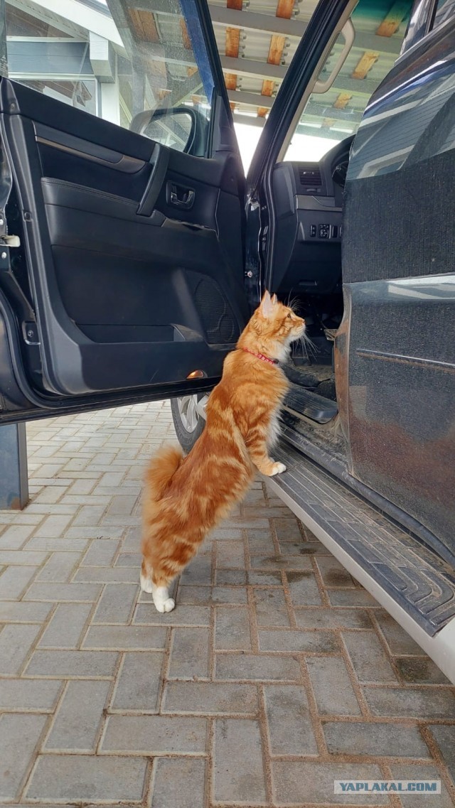 К предстоящему котовторнику