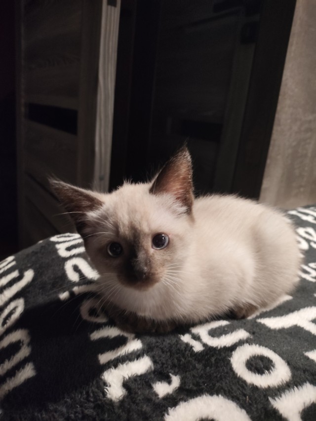 Котовторник . Как назвать бандита ?)
