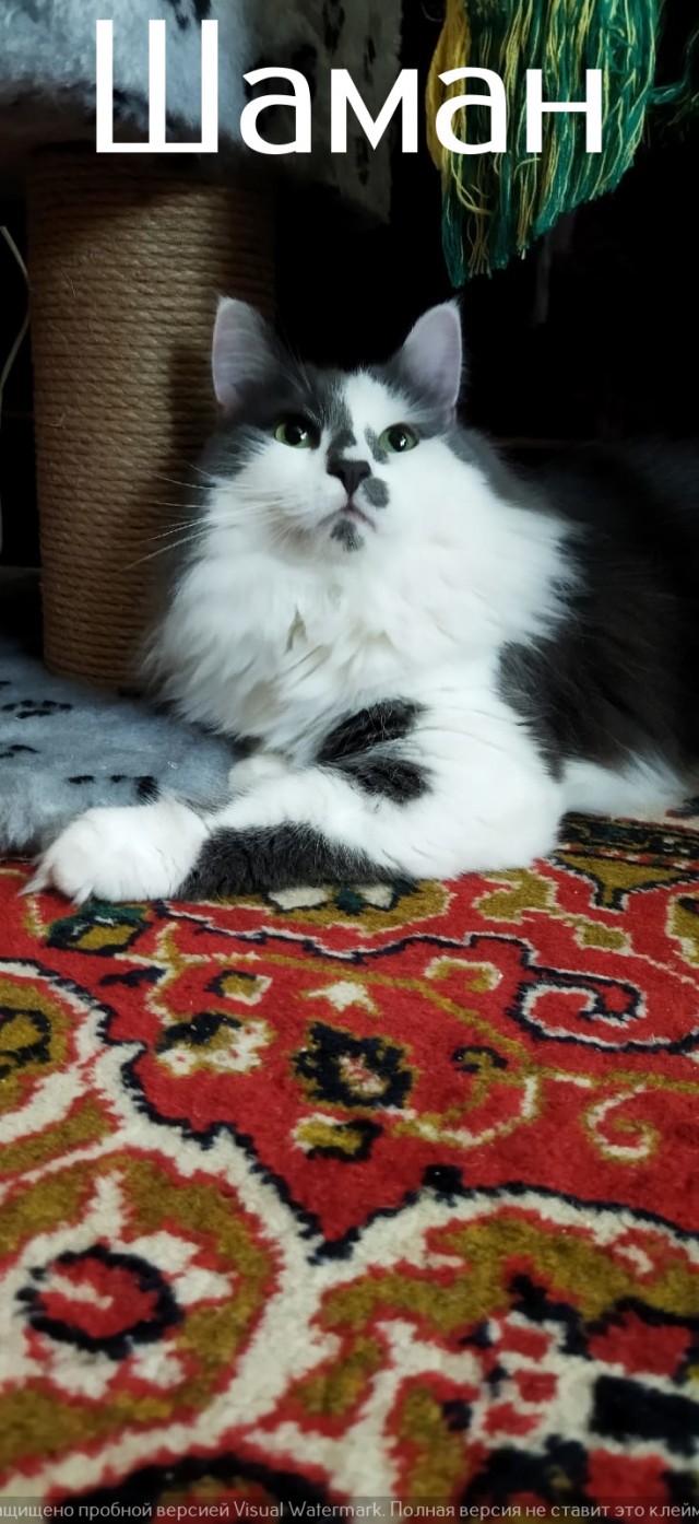 Жизнь домашнего приюта "Котоленд" 520