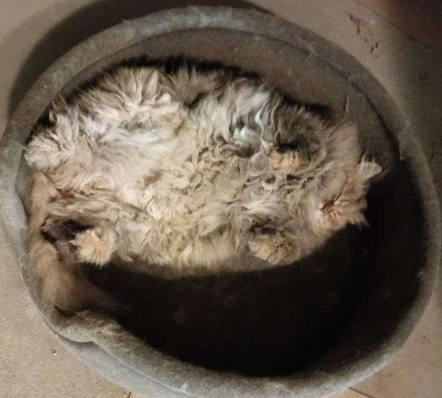 Мои шайтаны