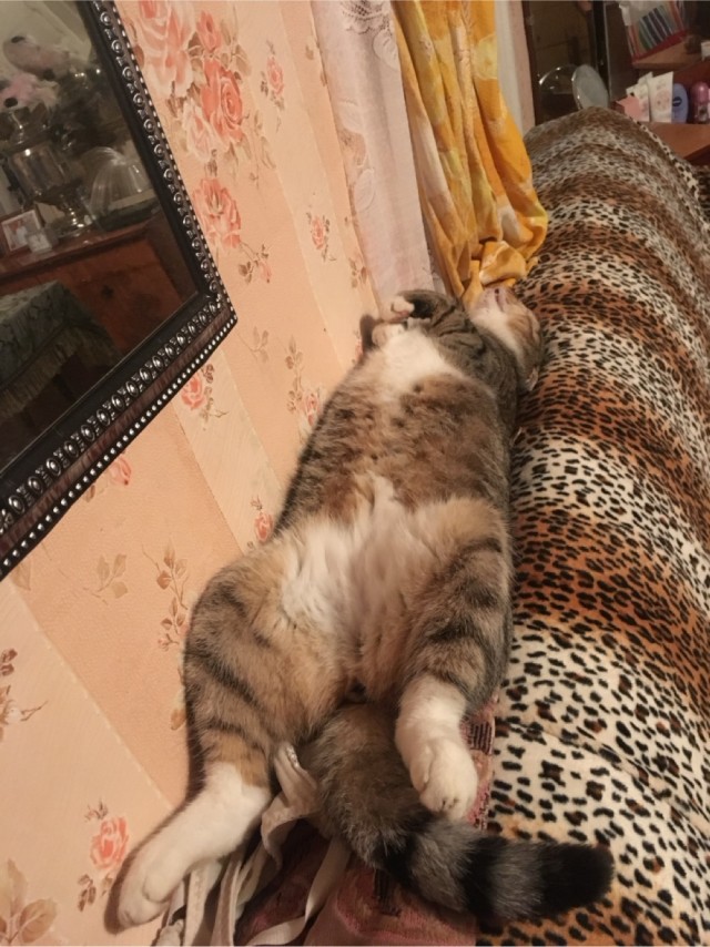 Бааарсик)