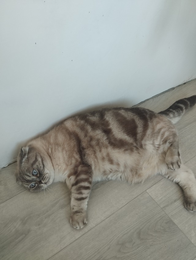 Знакомьтесь, Лорик
