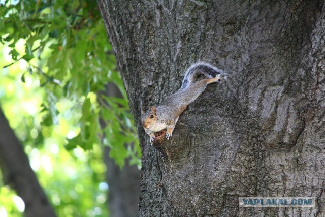 Сходили на пикник а там секАс кругом