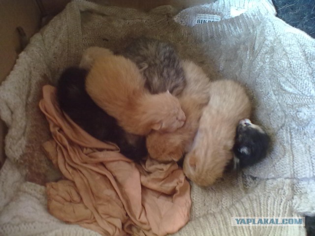 Котовторник 22.10.2013