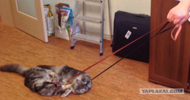 Котеньки люто-бешено рады прогулке на природе