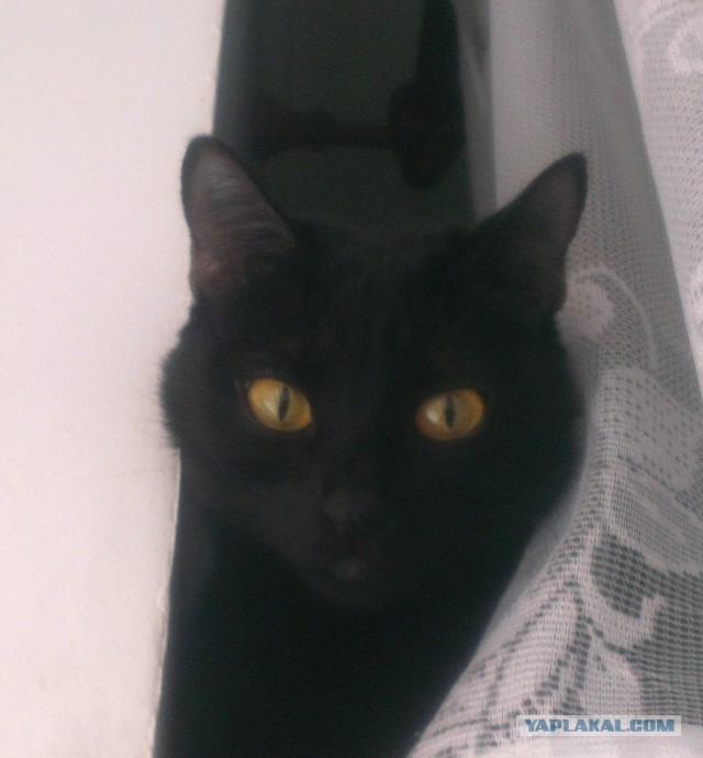 Котовторник 16.12.2014