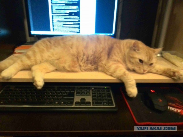Котовторник