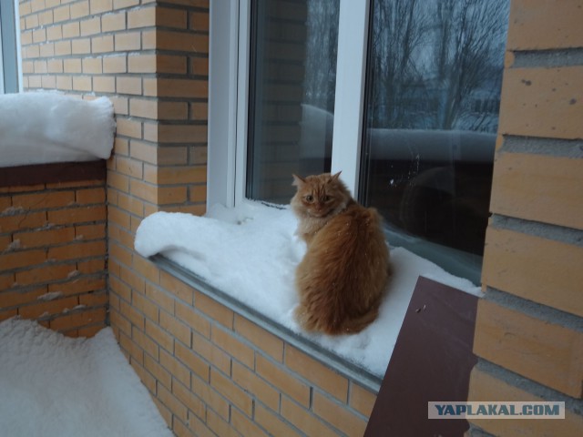 Котовторник
