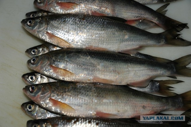 Какие продукты уникальны для Вашего региона?