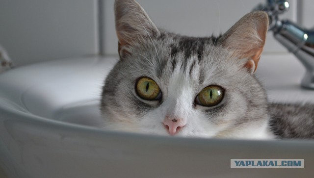 Котовторник 12.03.13