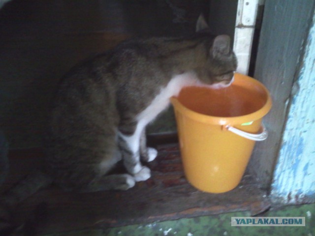 Котовторник 30,06, 2015