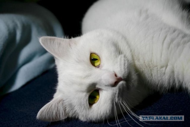 17 фотографий котов