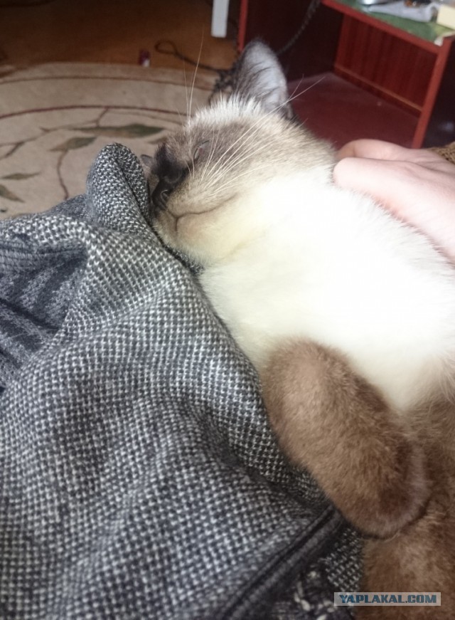 Привет кошатникам!