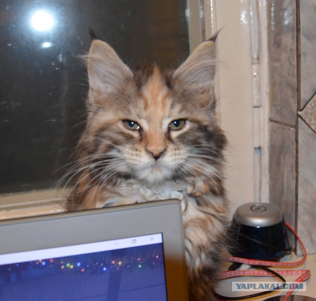 Мейн-куны  настолько  суровы...