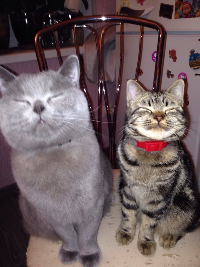 Про моего котика: нежного, злого, вредного