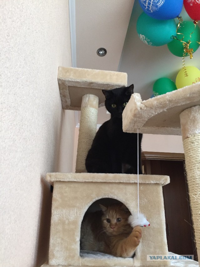 КотоВторник 26.04.2016