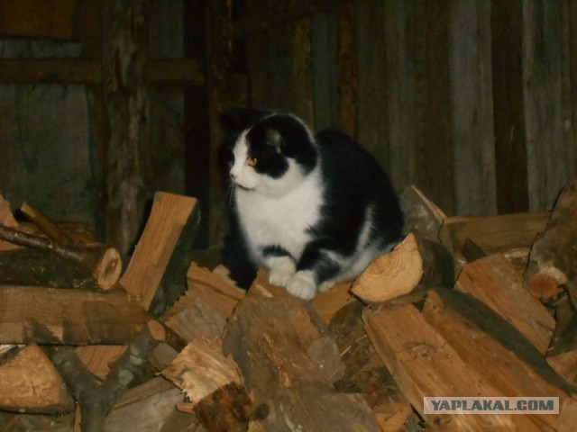 Жизнь домашнего приюта для котеек 151