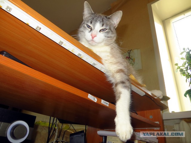 Котовторник 21.02.2017