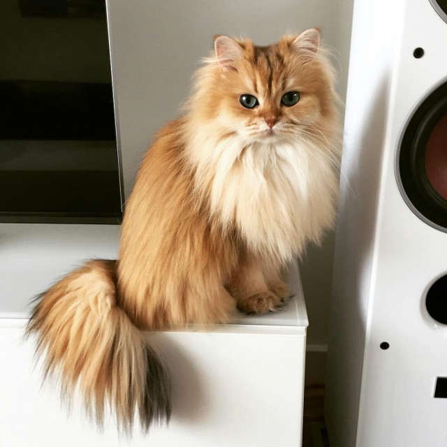 Коты и Кошки