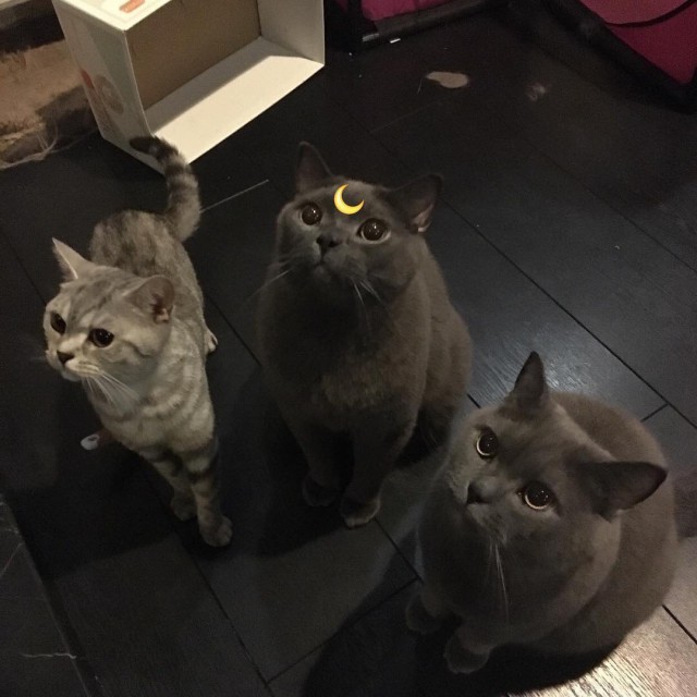 Коты и Кошки