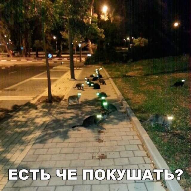 Коты и Кошки