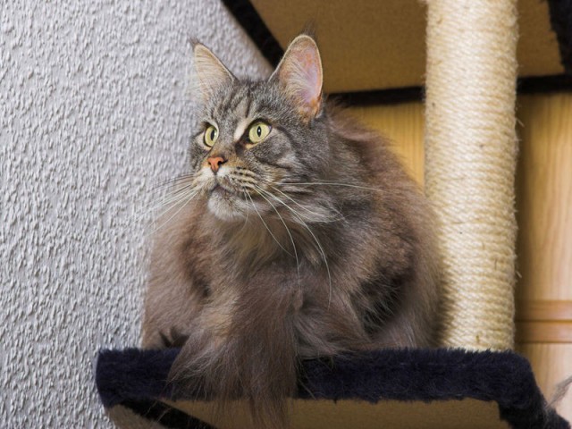 Коты и Кошки