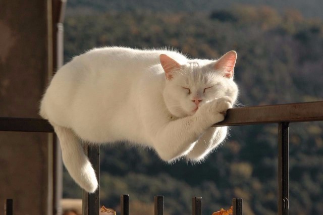 Коты и Кошки