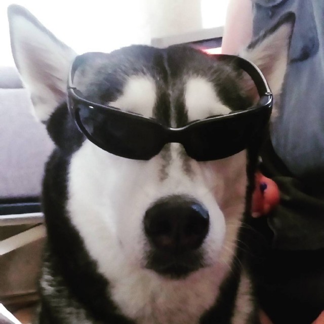 Собака в очках мем