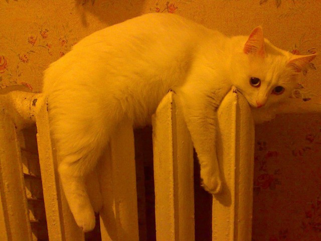 Коты и Кошки