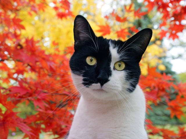 Коты и Кошки