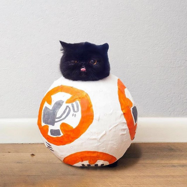 Коты и Кошки